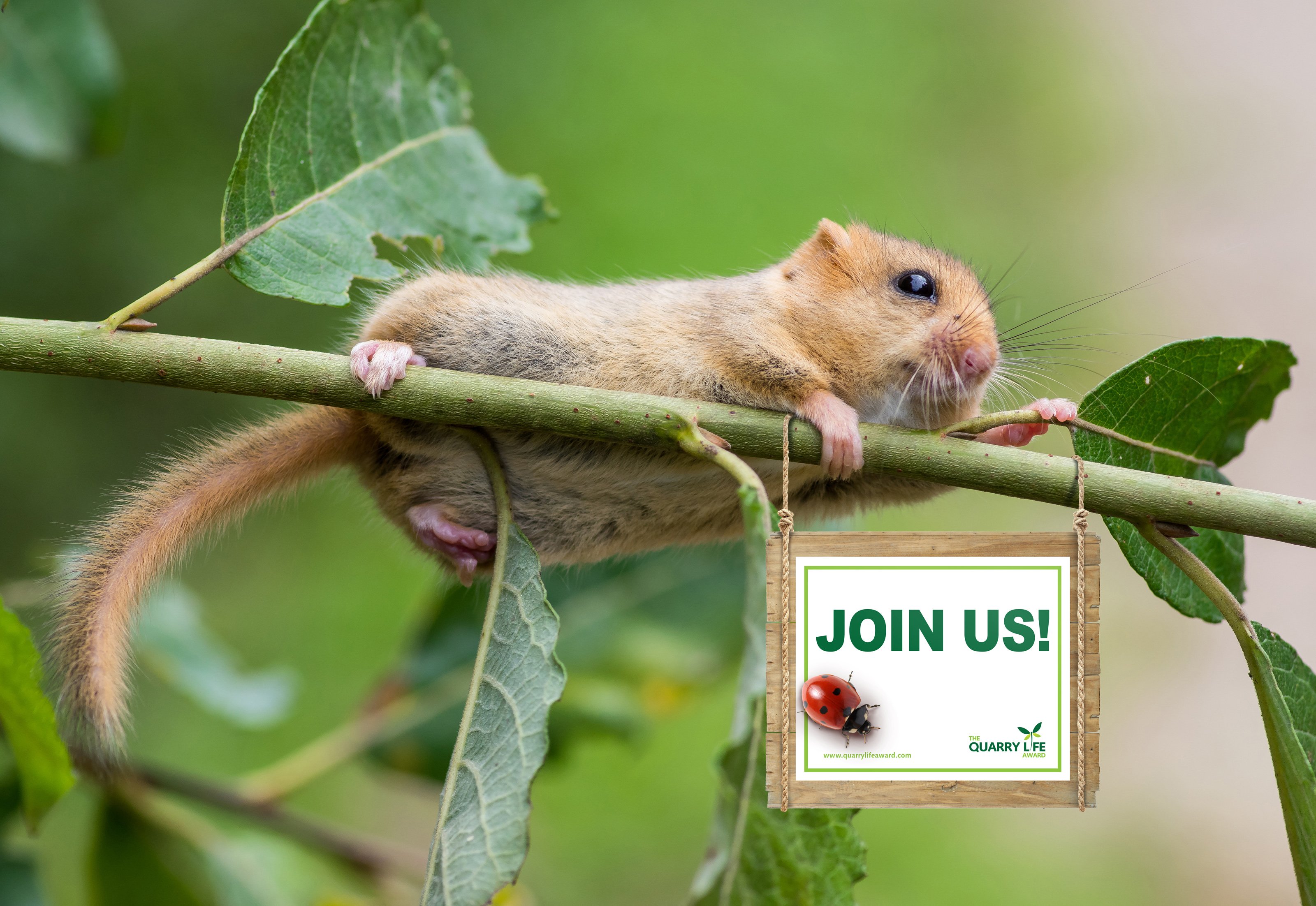 A little mouse is climbing on a small green branch, there is a small sign on the branch that says Join us