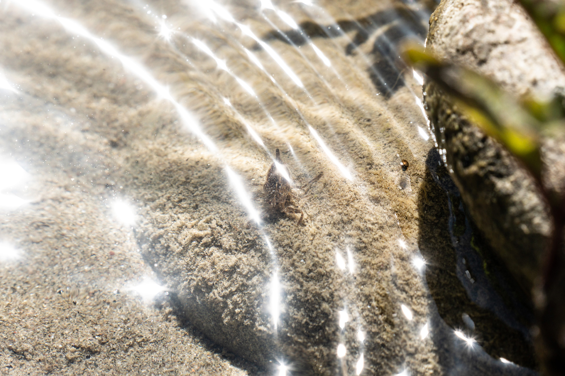 Wassertier auf sandigem Grund in seichtem klarem Wasser mit Lichtreflexionen an der Wasseroberfläche