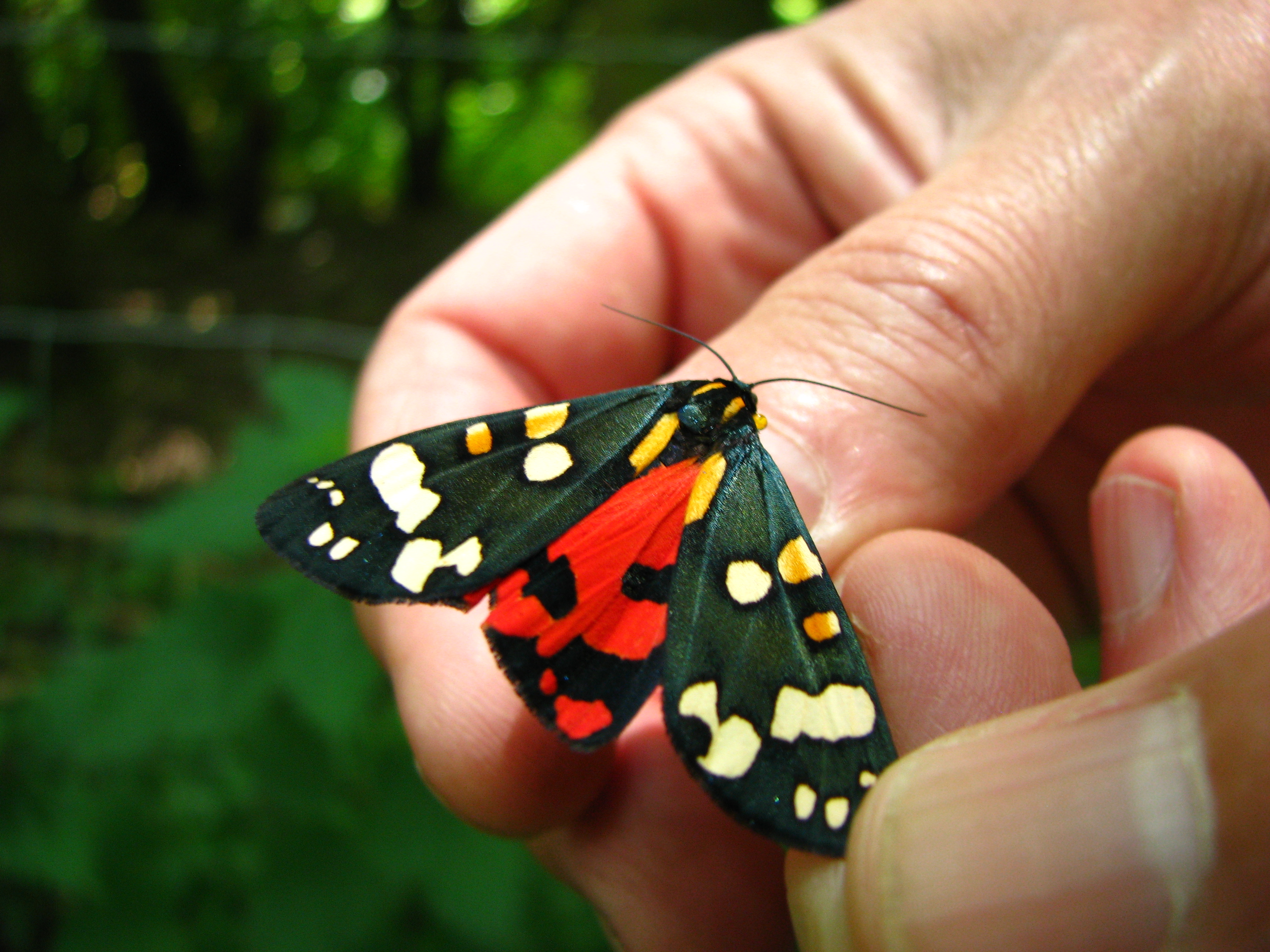 Schmetterling Schönbär, QLA UK