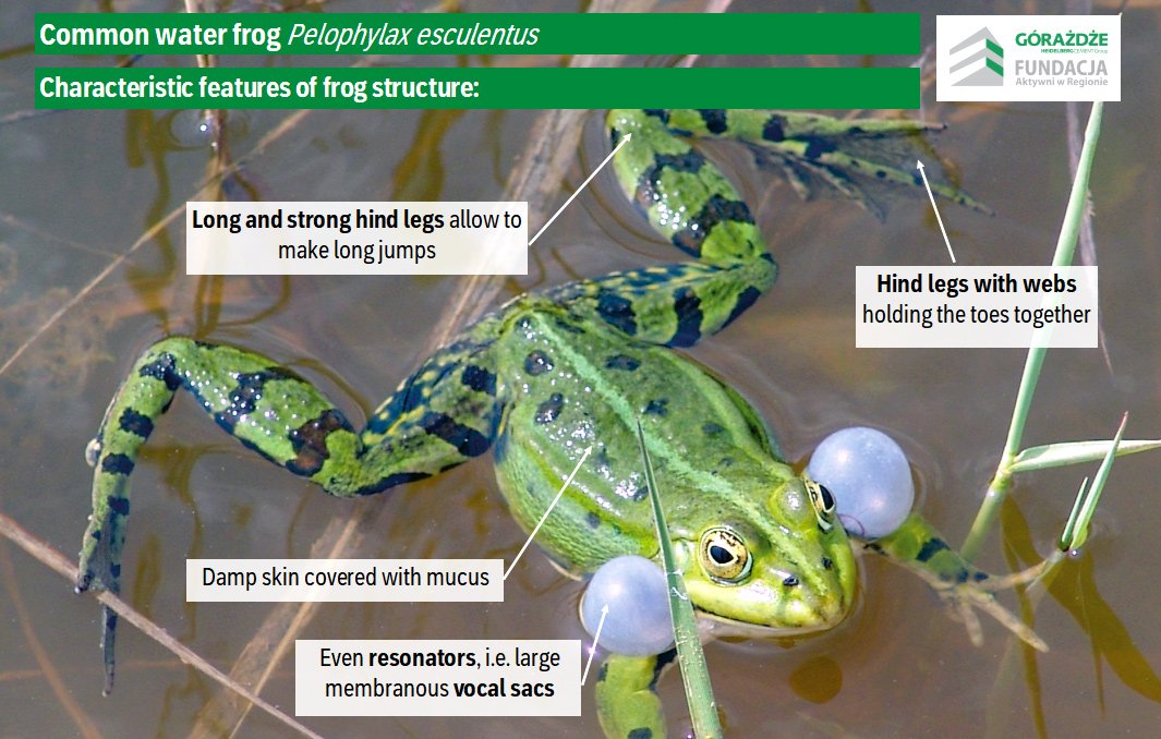A frog inside a pond
