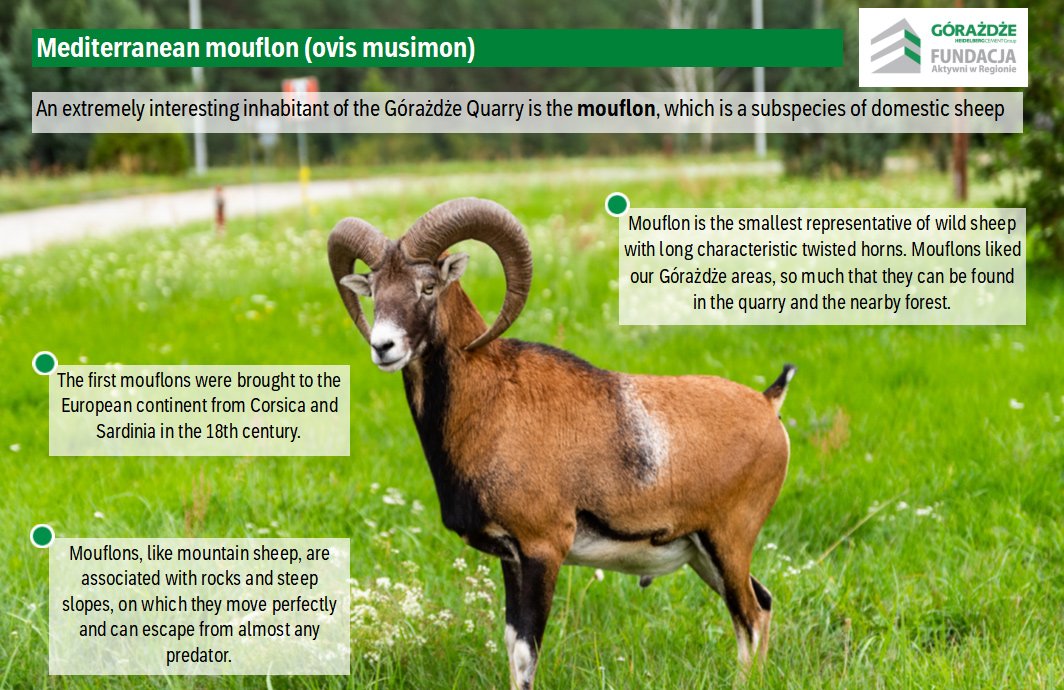 A mouflon