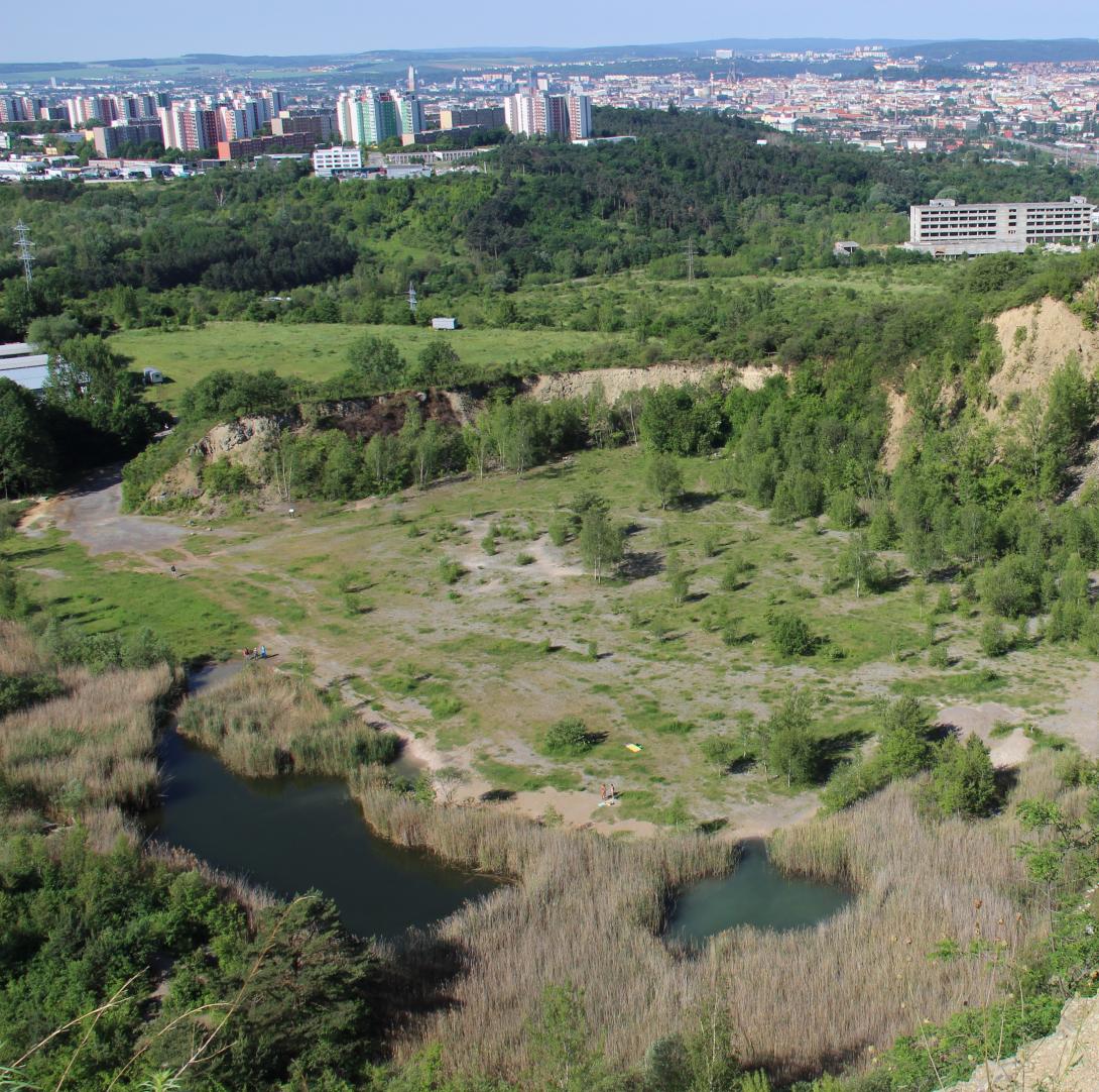 Green area with many trees and bushes, in the background a city with high-rise buildings